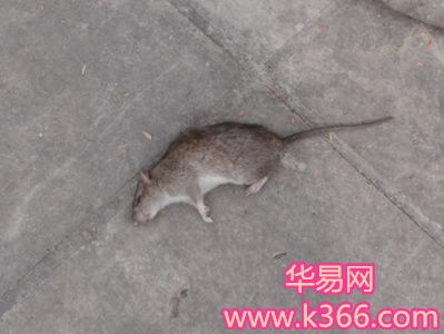 孕妇梦见蛇被别人打死了:孕妇梦见蛇被别人打死了,这些隐喻你懂了吗? 孕妇梦见蛇被别人打死了:孕妇梦见蛇被别人打死了,这些隐喻你懂了吗?