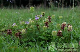 夏枯草功能主治:夏枯草,中医宝库中的清肝明目要药 夏枯草功能主治:夏枯草,中医宝库中的清肝明目要药