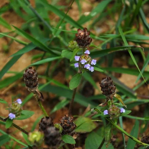 夏枯草功能主治:夏枯草,中医宝库中的清肝明目要药 夏枯草功能主治:夏枯草,中医宝库中的清肝明目要药