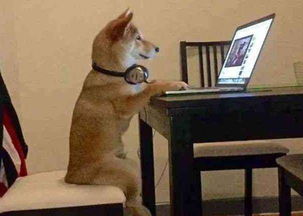 梦见自己被狗追:梦里被狗追,潜意识的警示与渴望 梦见自己被狗追:梦里被狗追,潜意识的警示与渴望