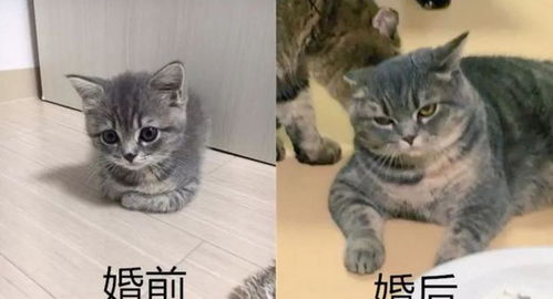 孕妇梦见老虎是男是女：孕妇梦见老虎，是男是女？玄学与科学的双重解析