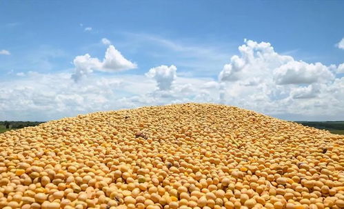 中国停购后，美国大豆真“爆仓”了