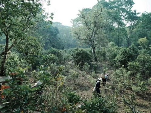 “下地干活式旅游”火了 “下地干活式旅游”火了