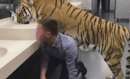 男人梦见老虎扑向自己吓醒了：梦中猛兽，男人梦见老虎扑向自己，背后隐藏的恐惧与启示