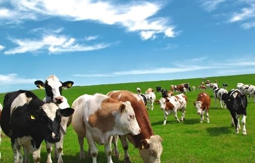 属羊女属狗男姻缘怎样：属羊女与属狗男的姻缘解析，相生相合，幸福长久？