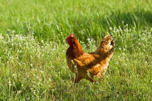 1969年属鸡临终寿命多大:1969年属鸡者寿命解析,传统命理视角下的生肖文化与养生启示 1969年属鸡临终寿命多大:1969年属鸡者寿命解析,传统命理视角下的生肖文化与养生启示