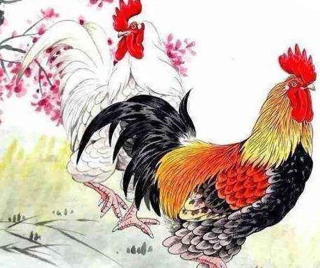 1969年属鸡临终寿命多大:1969年属鸡者寿命解析,传统命理视角下的生肖文化与养生启示 1969年属鸡临终寿命多大:1969年属鸡者寿命解析,传统命理视角下的生肖文化与养生启示