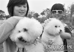 已婚女梦见被狗咬：解密已婚女梦见被狗咬，潜意识中的婚姻关系与情感预警