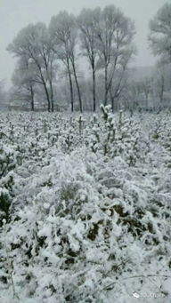 梦见老家下雪是什么征兆：梦里老家飘雪，这些征兆你懂吗？