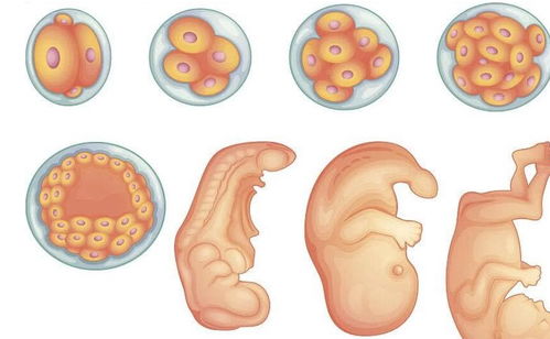 受孕成功的前兆有什么症状:受孕成功前兆,这些信号别错过 受孕成功的前兆有什么症状:受孕成功前兆,这些信号别错过