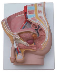 蛋蛋旁边有一条软软的东西:男性生殖器解剖图,蛋蛋旁边那条软软的东西是什么? 蛋蛋旁边有一条软软的东西:男性生殖器解剖图,蛋蛋旁边那条软软的东西是什么?