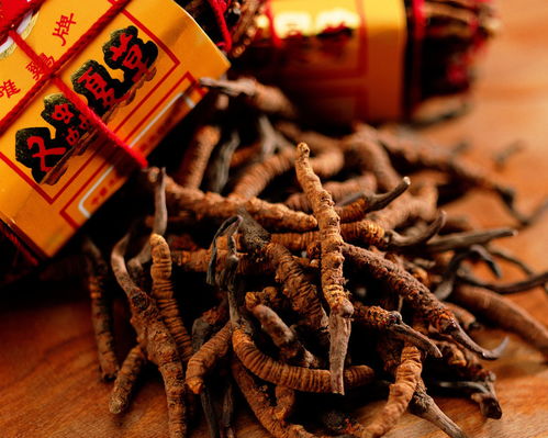 一斤虫草大约多少元:一斤虫草到底值多少钱?价格波动背后的秘密 一斤虫草大约多少元:一斤虫草到底值多少钱?价格波动背后的秘密