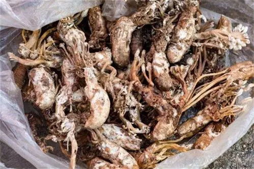 一斤虫草大约多少元:一斤虫草到底值多少钱?价格波动背后的秘密 一斤虫草大约多少元:一斤虫草到底值多少钱?价格波动背后的秘密