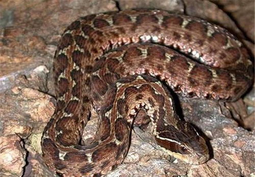 梦见打蛇没打死蛇跑了:蛇梦未竟,未杀之蛇的隐喻与人生启示 梦见打蛇没打死蛇跑了:蛇梦未竟,未杀之蛇的隐喻与人生启示