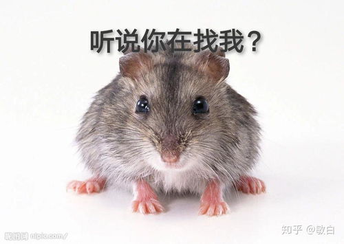 梦见老鼠成群在家中：解密梦境，为何梦见老鼠成群在家中？