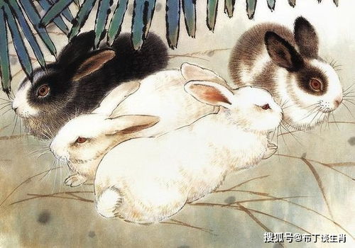 2023属兔要小心一个人：2023属兔者需警惕，与龙相遇要慎防暗箭，这3个细节决定吉凶