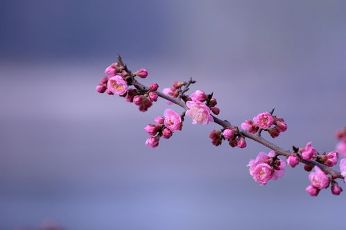 姻缘大人请留下免费观看:姻缘大人请留下,一场关于爱情与缘分的免费观看 姻缘大人请留下免费观看:姻缘大人请留下,一场关于爱情与缘分的免费观看
