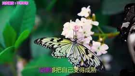 经典老歌歌曲大全100首连续播放（经典老歌歌曲大全100首连续播放邓丽君）