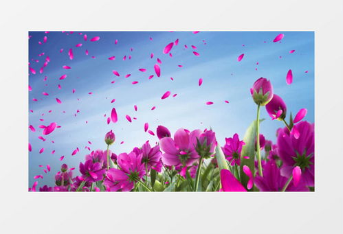 花海视频（花海视频素材无水印）