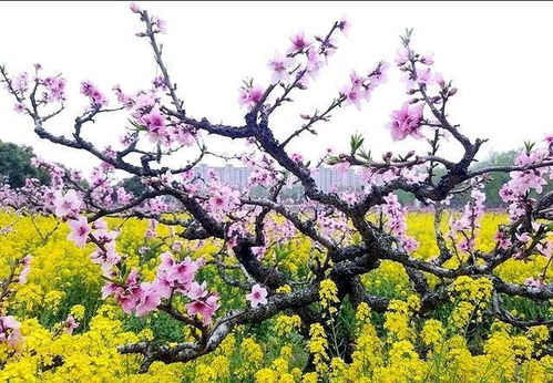 今日运势测算方法大全:今日运势测算方法大全,揭秘玄学背后的科学与趣味 今日运势测算方法大全:今日运势测算方法大全,揭秘玄学背后的科学与趣味