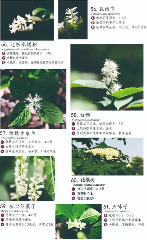 香草图片：香草图片，从视觉到味觉的奇妙之旅