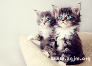 梦见猫是什么预兆 女性解梦：梦见猫是什么预兆？女性解梦指南