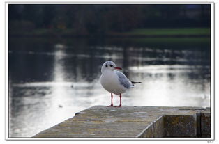 前度(前度刘郎今又来) 前度(前度刘郎今又来)