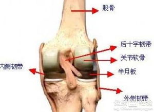 滑膜炎用什么药治疗最好最快：滑膜炎用什么药治疗最好最快？科学用药指南