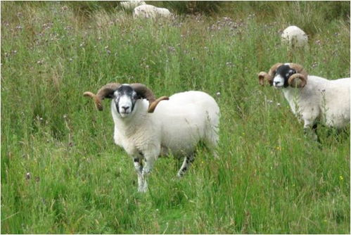 属羊儿女双全必有一伤:属羊者儿女双全的宿命,圆满背后隐藏的因果轮回 属羊儿女双全必有一伤:属羊者儿女双全的宿命,圆满背后隐藏的因果轮回