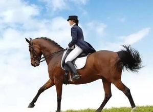 主人称马被箭射死:怀疑是无人机投射 主人称马被箭射死:怀疑是无人机投射