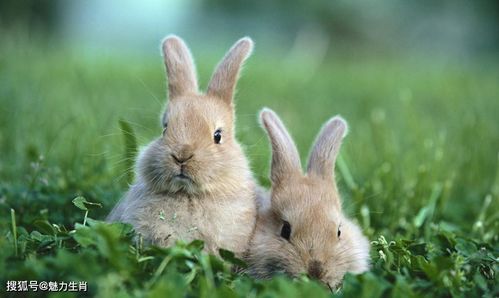 属兔几月出生大富大贵:属兔的财富密码,十二个月份的运势解析与破局之道 属兔几月出生大富大贵:属兔的财富密码,十二个月份的运势解析与破局之道