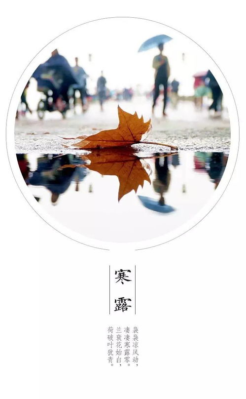 今天是什么节气:霜降,秋日丰收与冬藏的转折点 今天是什么节气:霜降,秋日丰收与冬藏的转折点