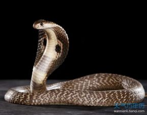 已婚女人梦见吃蛇什么预兆:已婚女人梦见吃蛇,传统文化与现代心理的双重解读 已婚女人梦见吃蛇什么预兆:已婚女人梦见吃蛇,传统文化与现代心理的双重解读