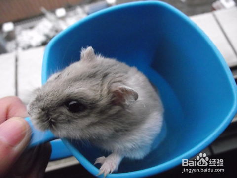 查鼠和龙结婚吉日有哪些：仓鼠和龙结婚吉日有哪些，传统习俗与吉日选择指南