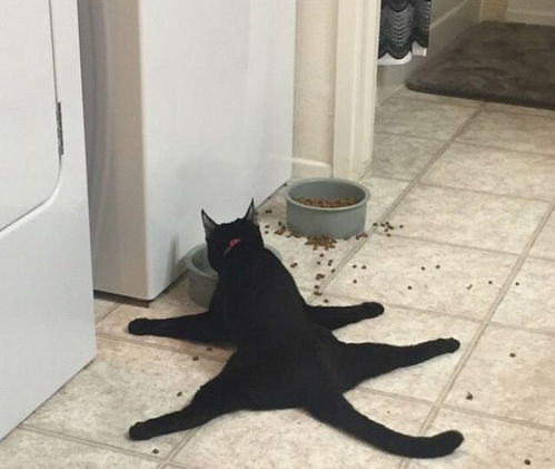 梦到被猫咬住不放甩不掉:梦魇,被猫咬住不放的诡异缠绕 梦到被猫咬住不放甩不掉:梦魇,被猫咬住不放的诡异缠绕