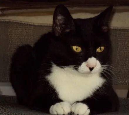 梦到被猫咬住不放甩不掉:梦魇,被猫咬住不放的诡异缠绕 梦到被猫咬住不放甩不掉:梦魇,被猫咬住不放的诡异缠绕