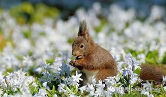 1996年属什么生肖配对最好:1996年属鼠人最佳配偶生肖大揭秘,传统命理与现代情感的完美结合 1996年属什么生肖配对最好:1996年属鼠人最佳配偶生肖大揭秘,传统命理与现代情感的完美结合