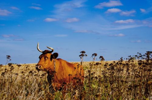 1996年属什么生肖配对最好:1996年属鼠人最佳配偶生肖大揭秘,传统命理与现代情感的完美结合 1996年属什么生肖配对最好:1996年属鼠人最佳配偶生肖大揭秘,传统命理与现代情感的完美结合