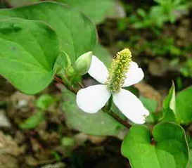鱼腥草的功效与作用及食用方法：鱼腥草，不只是野菜，更是养生宝