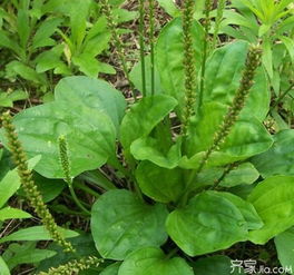 鱼腥草的功效与作用及食用方法：鱼腥草，不只是野菜，更是养生宝