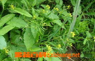 鱼腥草的功效与作用及食用方法：鱼腥草，不只是野菜，更是养生宝