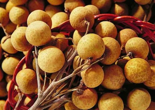 桂圆和龙眼的区别:桂圆和龙眼,傻傻分不清?一篇文章告诉你它们到底是不是一回事! 桂圆和龙眼的区别:桂圆和龙眼,傻傻分不清?一篇文章告诉你它们到底是不是一回事!