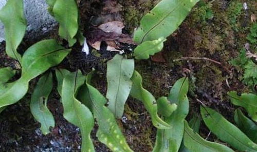 一味中草药治结石特效:一味中草药治结石特效—真相揭秘与科学防治指南 一味中草药治结石特效:一味中草药治结石特效—真相揭秘与科学防治指南