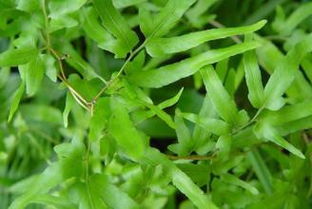 一味中草药治结石特效:一味中草药治结石特效—真相揭秘与科学防治指南 一味中草药治结石特效:一味中草药治结石特效—真相揭秘与科学防治指南