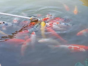 梦见大鱼成群兆头:梦见大鱼成群,潜藏的吉兆与深意 梦见大鱼成群兆头:梦见大鱼成群,潜藏的吉兆与深意