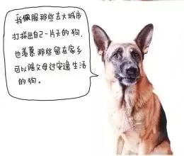 94年狗过了30岁会越来越好：三十而犬，94年出生者开启人生黄金十年的成长指南