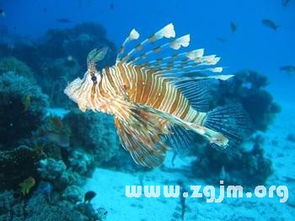 梦见在水里抓到活鱼又杀鱼：解密梦境，梦见在水里抓到活鱼又杀鱼，你的潜意识在暗示什么？