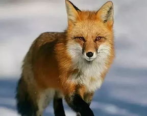 狮子男眼中的漂亮女生:狮子男眼中的漂亮女生,从灵魂共鸣到光芒万丈的吸引力法则 狮子男眼中的漂亮女生:狮子男眼中的漂亮女生,从灵魂共鸣到光芒万丈的吸引力法则