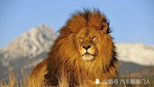 狮子男眼中的漂亮女生:狮子男眼中的漂亮女生,从灵魂共鸣到光芒万丈的吸引力法则 狮子男眼中的漂亮女生:狮子男眼中的漂亮女生,从灵魂共鸣到光芒万丈的吸引力法则