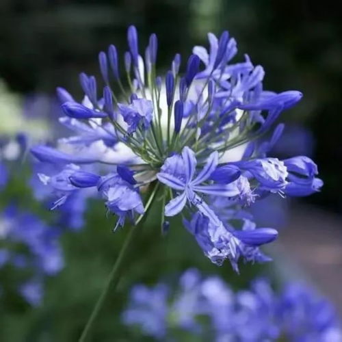 紫露草:紫露草,紫色精灵的诗意与实用 紫露草:紫露草,紫色精灵的诗意与实用